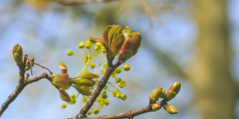 Spring Tree Buds Opening L, Shallow Depth of Field Macro Photography, Spring 2019