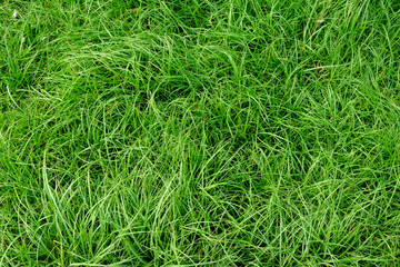 grass lawn texture