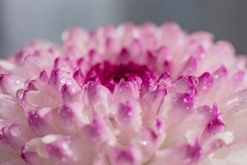 Pink-purple chrysanthemum flower close-up on a light background. Bright spring summer photo, suitable for backgrounds and other purposes.