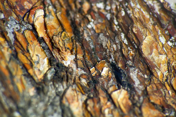 astrophyllite sun closeup mineral in Khibiny mountains.