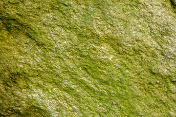 stone with green moss texture