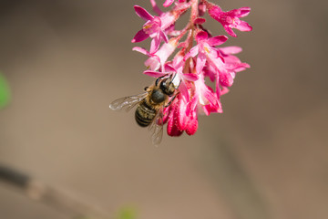 Honeybee on Currant Flowers in Springtime