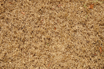 dry brown grass on ground