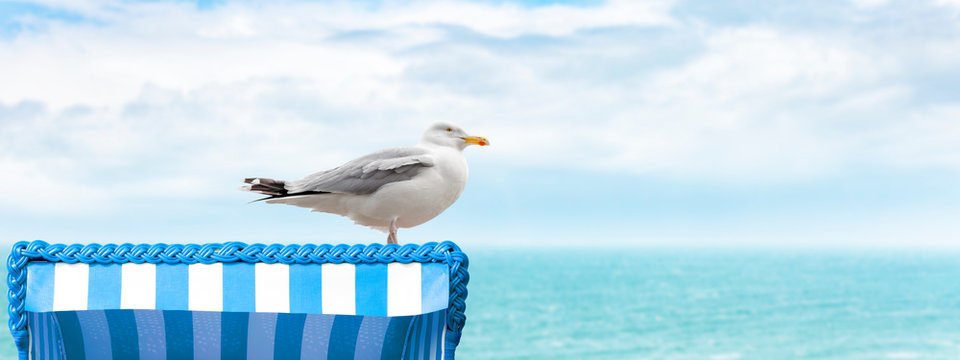 M&ouml;ve auf Strandkorb