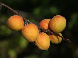 Ripe Siberian apricots on the tree