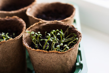 young plant in a pot