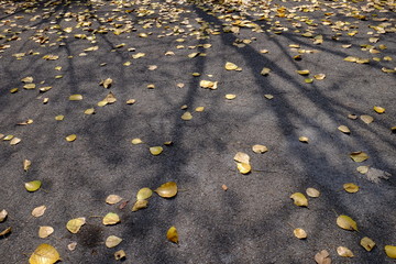 autumn leaf on asphalt road with tree shadow