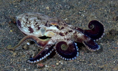 Incredible Underwater World - Coconut octopus - Amphioctopus marginatus. Diving and underwater photography. Tulamben, Bali, Indonesia.