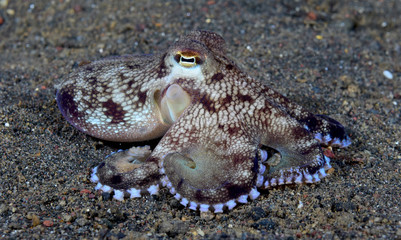 Incredible Underwater World - Coconut octopus - Amphioctopus marginatus. Diving and underwater photography. Tulamben, Bali, Indonesia.