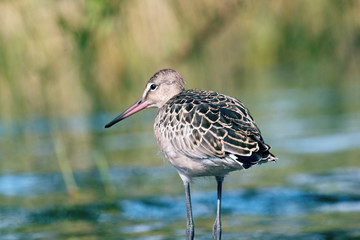 Black-tailed godwit (Limosa limosa), a young bird