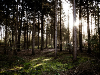 Fototapeta premium Sonne im Wald