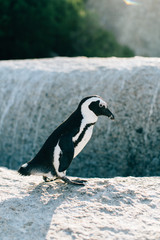Pinguin