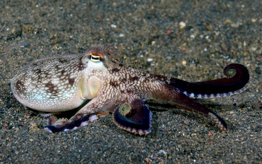 Incredible Underwater World - Coconut octopus - Amphioctopus marginatus. Diving and underwater photography. Tulamben, Bali, Indonesia.