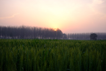 hazy Punjabi morning 2