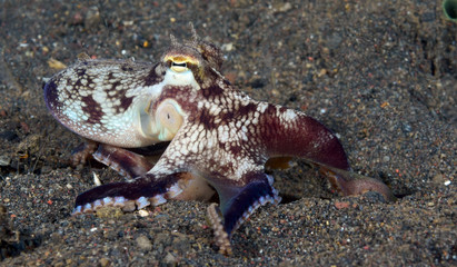Incredible Underwater World - Coconut octopus - Amphioctopus marginatus. Diving and underwater photography. Tulamben, Bali, Indonesia.