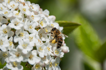 Honeybee on Viburnum Flowers in Springtime