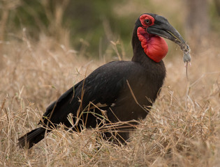 Southern Ground hornbill