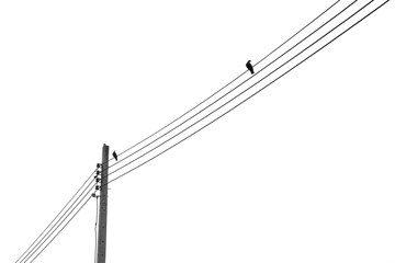 Bird on a wire silhouette © srckomkrit