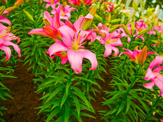 Obraz na płótnie Canvas These are lily flowers in the control temperature house 25 degree at North- east of Thailand.