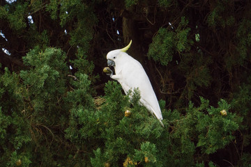 portrait of a cockatoo