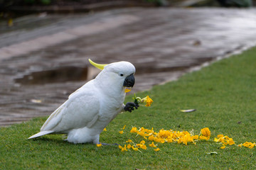 portrait of a cockatoo