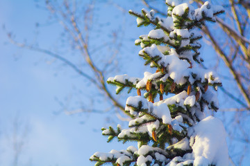 spruce branch with cones sprinkled with snow in the forest