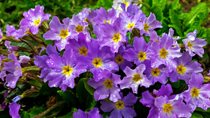 Fototapeta na wymiar Purple primula flowers.