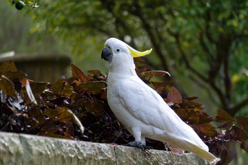 portrait of a cockatoo