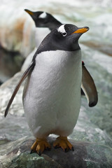 a fat cute sub-Antarctic penguin giggly goes forward with its wings splayed, flippers, close-up