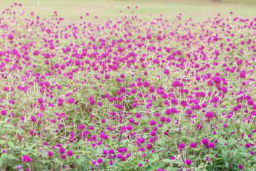 Fototapeta premium Selective focus beautiful Gomphrena globosa flower blooming in spring season.Also called Globe Amaranth,Makhmali and Vadamalli.Purple flower in the garden.
