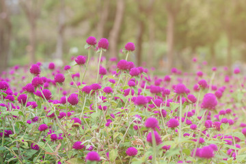 Obraz premium Selective focus beautiful Gomphrena globosa flower blooming in spring season.Also called Globe Amaranth,Makhmali and Vadamalli.Purple flower in the garden.