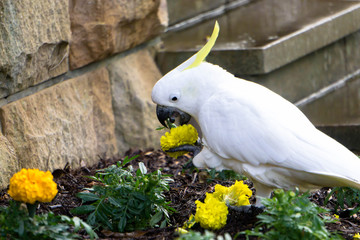 portrait of a cockatoo