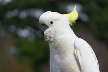 Fototapeta premium portrait of a cockatoo