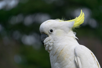 portrait of a cockatoo