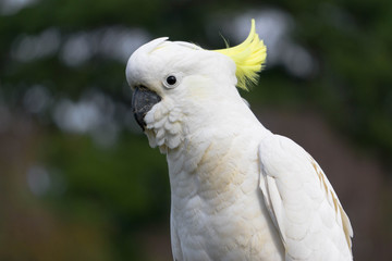 portrait of a cockatoo