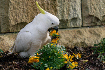 portrait of a cockatoo