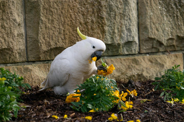 portrait of a cockatoo