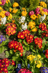 Obraz premium Devizes, Wiltshire, England, UK. March 2019. A colourful display of early spring flowers.