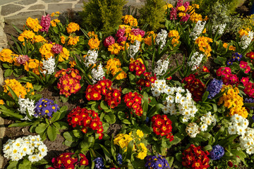 Devizes, Wiltshire, England, UK. March 2019. A colourful display of early spring flowers.
