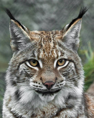 Obraz premium a beautiful face of a lynx with clear eyes and a look at you; close-up; a beautiful big cat is looking at you.