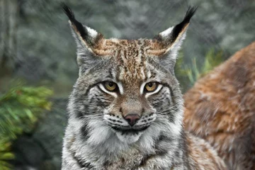 Poster een mooi gezicht van een lynx met heldere ogen en een blik op jou  detailopname  een mooie grote kat kijkt naar je. © Mikhail Semenov
