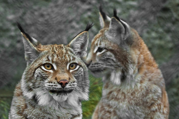 Naklejka premium two trot faces close up, the background is out of focus. a beautiful face of a lynx with clear eyes and a look at you; close-up; a beautiful big cat is looking at you.