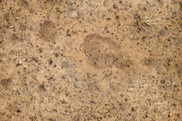 soil on the ground with gravel texture
