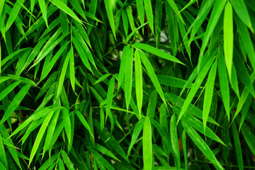green bamboo leaf tree in nature