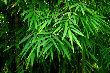 green bamboo leaf tree in nature
