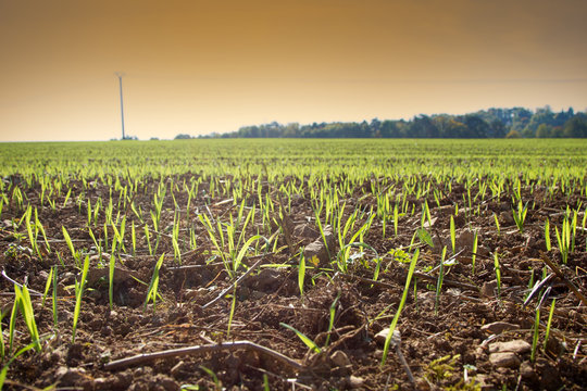 Spring on Northern farms. Sprouts of winter crops on the field