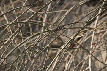 Curve of Tree Twigs in Wintertime for Background