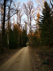 Fototapeta premium Wald Markt Schwaben