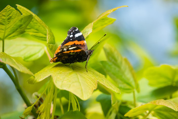 Red Admiral Butterfly on Leaf in Springtime