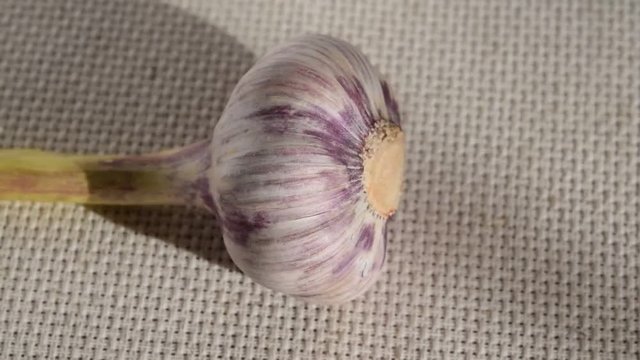 Fresh ripe head of garlic on the background of the napkin slowly turns